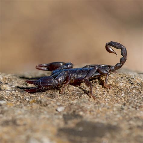 Exploring the origins of the curse kade scorpion